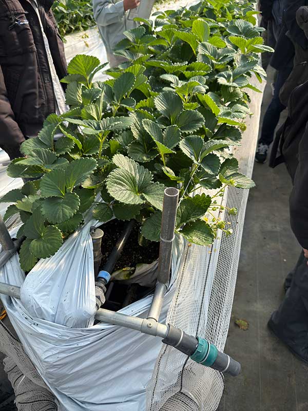 スマート農業プロジェクトのお披露目会がありました