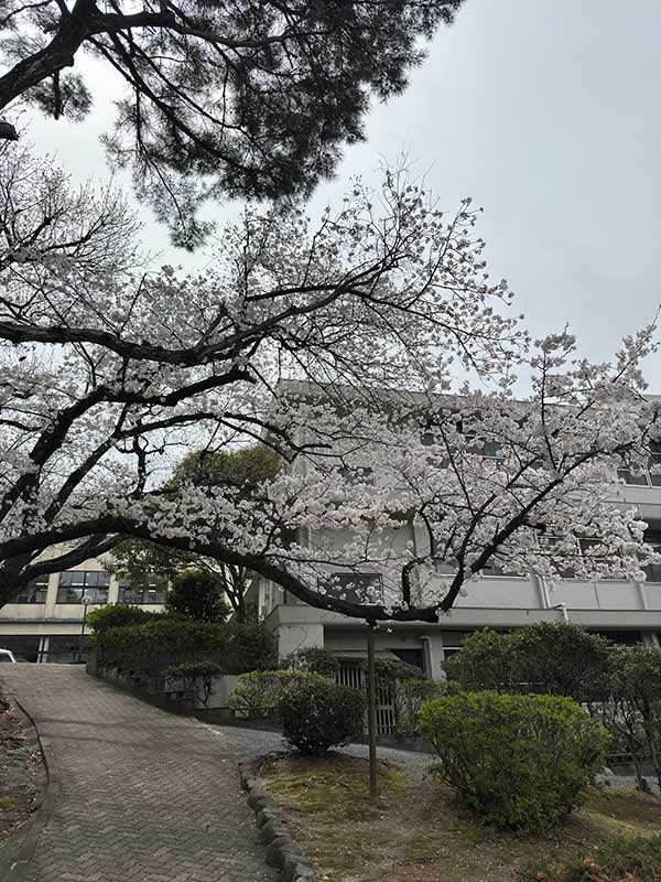 サクラの季節がやってきました